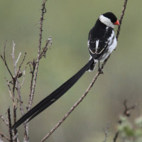 Pin-tailed Whydah